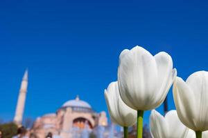 White Tulips and Hagia Sophia. Visit Istanbul background photo. photo