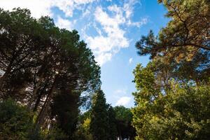 Trees in the forest or park with partly cloudy sky. photo