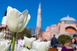 visitar Estanbul antecedentes foto. blanco tulipán y hagia Sofía. foto