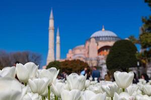 Visit Istanbul concept. White tulips and Hagia Sophia mosque. photo