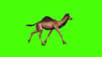 Camel Trot Walk Animation Green Screen video