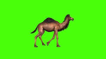 chameau lent marcher vert écran video