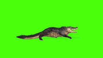 coccodrillo correre verde schermo video