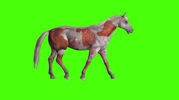 caballo caminar animación verde pantalla video