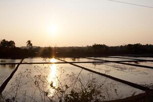 Rice plantation fields photo