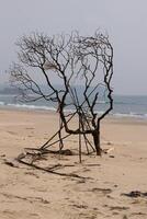 tree on the seaside windy photo