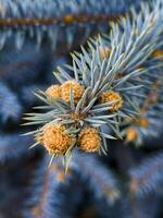 Close-up of blue spruce pine branches with young cones, highlighting the unique silver-blue foliage. Ideal for holiday themes and botanical studies photo