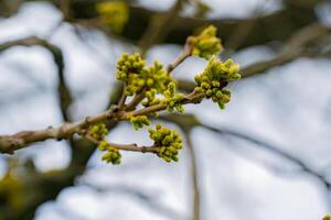 Vivid close-up of budding green flowers on a branch, with a softly blurred background, capturing the essence of spring growth photo