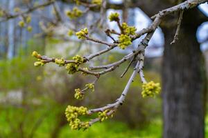 Vivid close-up of budding green flowers on a branch, with a softly blurred background, capturing the essence of spring growth photo