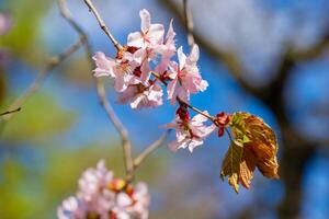 de cerca de delicado Cereza flores y vibrante nuevo hojas en primavera. Perfecto para estacional temas y naturaleza antecedentes, capturar el belleza de primavera renovación foto