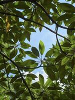 Detailed view of a natural leaf pattern with sunlight piercing through, showcasing the texture and structure of a treetop photo