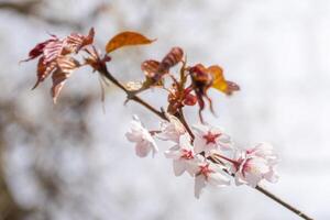 de cerca de delicado Cereza flores y vibrante nuevo hojas en primavera. Perfecto para estacional temas y naturaleza antecedentes, capturar el belleza de primavera renovación foto