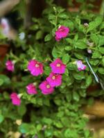 Close-up of vibrant pink and patterned petunias with delicate dew drops, showcasing the intricate details and colors of spring photo