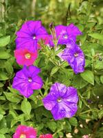 Close-up of vibrant pink and patterned petunias with delicate dew drops, showcasing the intricate details and colors of spring photo