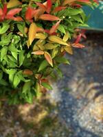 A vivid display of foliage transitioning into autumn hues, with a blend of green, yellow, and red leaves highlighted by sunlight photo