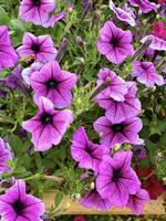 Close-up of vibrant pink and patterned petunias with delicate dew drops, showcasing the intricate details and colors of spring photo