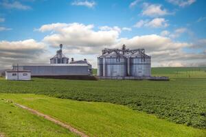 silos en agroindustrial complejo con semilla limpieza y el secado línea para grano almacenamiento foto