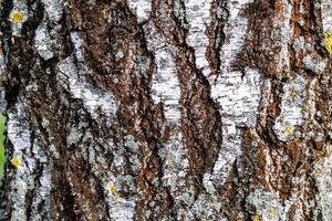 texture of the bark of an old birch tree with moss photo