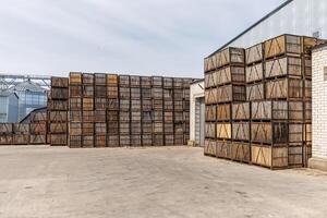 rows of wooden crates boxes and pallets for fruits and vegetables in storage stock on agro processing complex photo