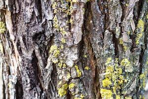 texture of the bark of an old birch tree with moss photo