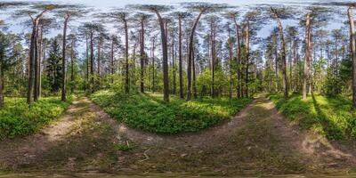 lleno esférico hdri 360 panorama en en grava peatonal sendero en plantación de piñas bosque en equirrectangular proyección. vr Arkansas contenido foto