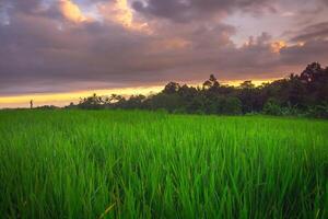 hermosa Mañana ver desde Indonesia de montañas y tropical bosque foto