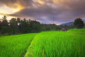 beautiful morning view from Indonesia of mountains and tropical forest photo