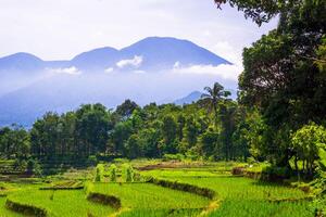 hermosa Mañana ver desde Indonesia de montañas y tropical bosque foto