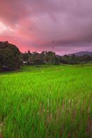 hermosa Mañana ver desde Indonesia de montañas y tropical bosque foto