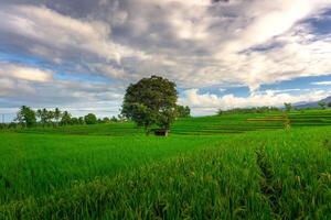 beautiful morning view from Indonesia of mountains and tropical forest photo