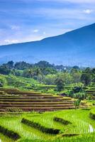 hermosa Mañana ver desde Indonesia de montañas y tropical bosque foto