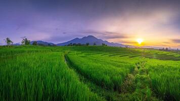 hermosa Mañana ver desde Indonesia de montañas y tropical bosque foto