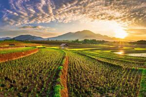 ver de Indonesia en el mañana, verde arroz campos, Dom creciente brillantemente terminado el montaña foto