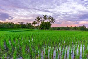 beautiful morning view from Indonesia of mountains and tropical forest photo