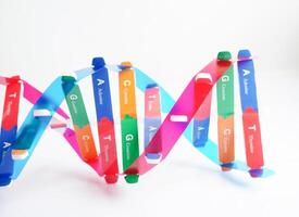 DNA molecule spiral structure model isolated on white background, chromosome and gene chemical science biology. photo