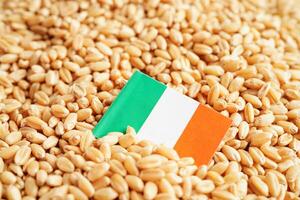 Ireland flag on grain wheat, trade export and economy concept. photo