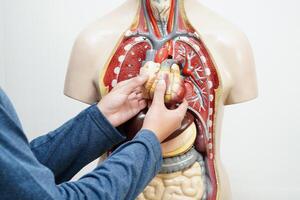 asiático estudiante aprendizaje con humano cuerpo modelo en anatomía biología en salón de clases a alto escuela. foto