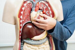 asiático estudiante aprendizaje con humano cuerpo modelo en anatomía biología en salón de clases a alto escuela. foto