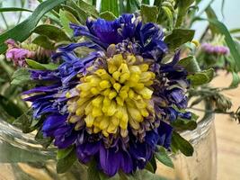 el azul loto planta tiene azul y amarillo en el medio foto