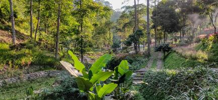 tropical bosque en cobán sadang, este Java, Indonesia foto