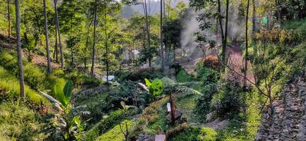 tropical bosque en cobán sadang, este Java, Indonesia foto