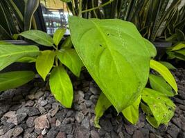 Philodendron plant with green leaves and small rocks photo