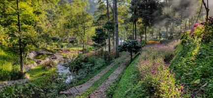 tropical bosque en cobán sadang, este Java, Indonesia foto