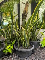lidah mertua sansevieria trifasciata ornamental planta para interior y al aire libre con contaminación prevención beneficios foto