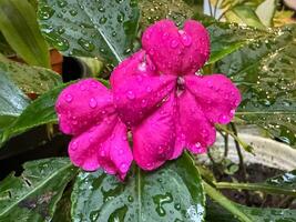 Pink flower of garden balsamine Impatiens parviflora. The image of a flower of a plant of the family Balsaminaceae photo