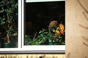 Flowers behind a window glass of a residential area in a city building photo