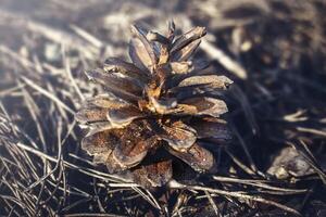 A shortstraw pine cone surrounded by pine needles on the ground photo