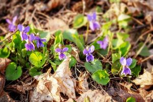 Purple flowers bloom on terrestrial plant, adding color to groundcover photo