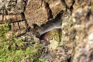 Light wood old tree trunk texture covered with green moss with little white spider web in the indent photo