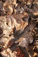 A pile of brown leaves rests on the earth, close to a tree trunk and bedrock photo